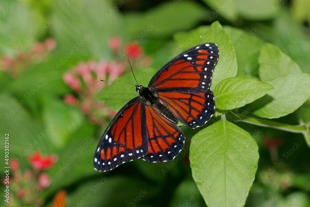 High angle view of a Viceroy Butterfly on a leaf (Limenitis archippus) High angle view of a Viceroy Butterfly on a leaf (Limenitis archippus)