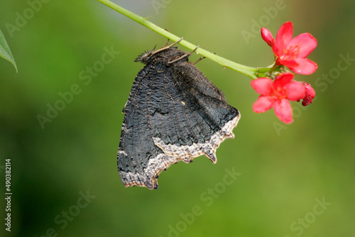 Close-up of a Mourning Cloak Butterfly on a twig (Nymphalis antiopa) photo