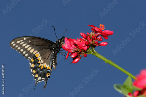 Close-up of a Black Swallowtail Butterfly on a flower pollinating (Papilio polyxenes) photo