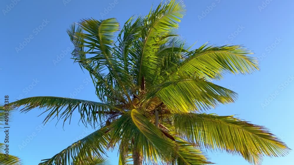 Wonderful Carribean Palm trees moving in the wind - travel photography Wonderful Carribean Palm trees moving in the wind - travel photography