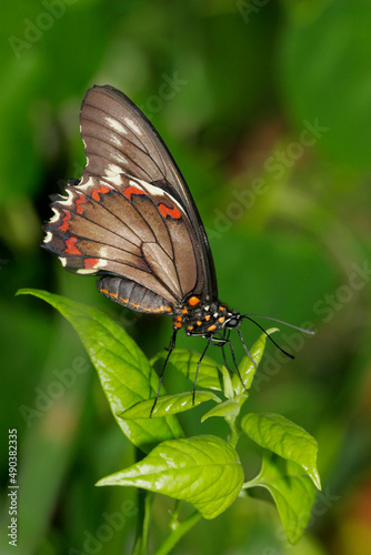 Close-up of a Gold Rim Swallowtail Butterfly on leaves