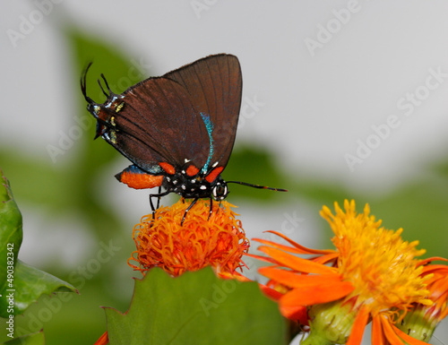 Close-up of a Great Purple Hairstreak Butterfly on a flower pollinating (Atlides halesus) photo