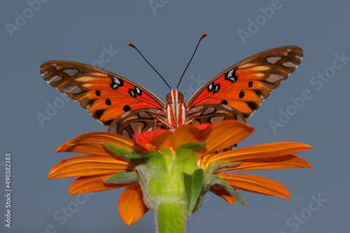 Low angle view of a Gulf Fritillary Butterfly on a flower pollinating (Agraulis vanillae)