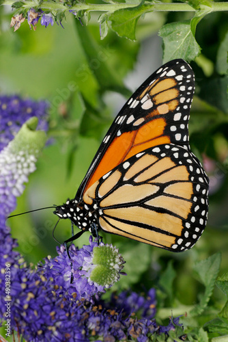 Side profile of a Monarch Butterfly on a flower pollinating (Danaus plexippus)