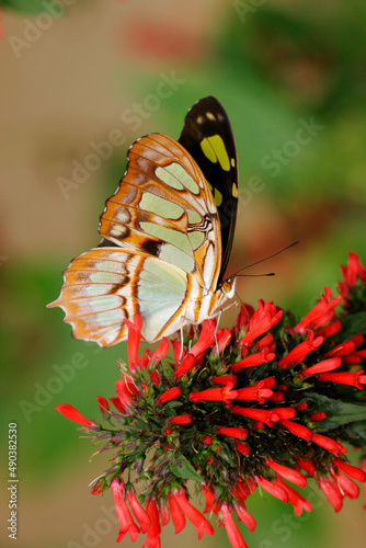 Close-up of a Malachite butterfly (Siproeta stelenes) on a coral plant (Russelia equisetiformis) photo
