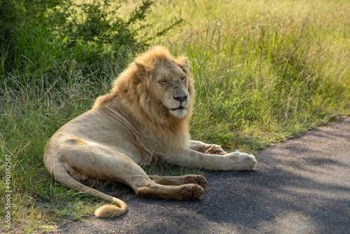 Male lion laying partly on grass and partly on a asphalt road in the african bushveld in the Kruger National Park
