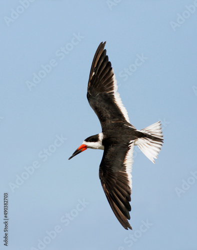 Low angle view of a Black Skimmer flying in the sky (Rynchops niger) photo