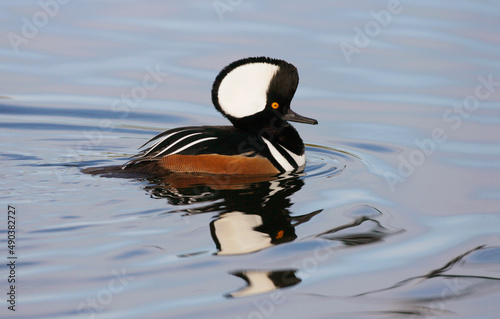 Side profile of a Hooded Merganser swimming in water (Lophodytes cucullatus)