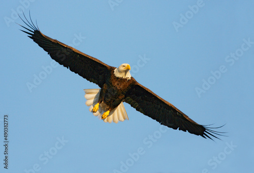 Low angle view of an eagle flying in sky