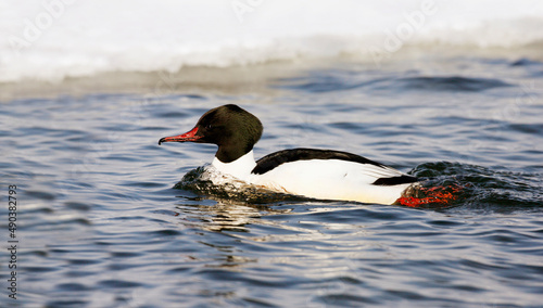 Side profile of a Common Merganser swimming in water (Mergus merganser)