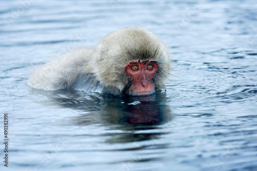 Close-up of a Japanese Macaque (Macaca fuscata)
