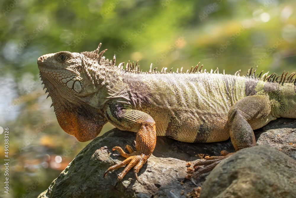 Beautiful photo of a cute green iguana with orange spots, sitting on a stone, and looking into the distance, by the pond, Colombia Beautiful photo of a cute green iguana with orange spots, sitting on a stone, and looking into the distance, by the pond, Colombia