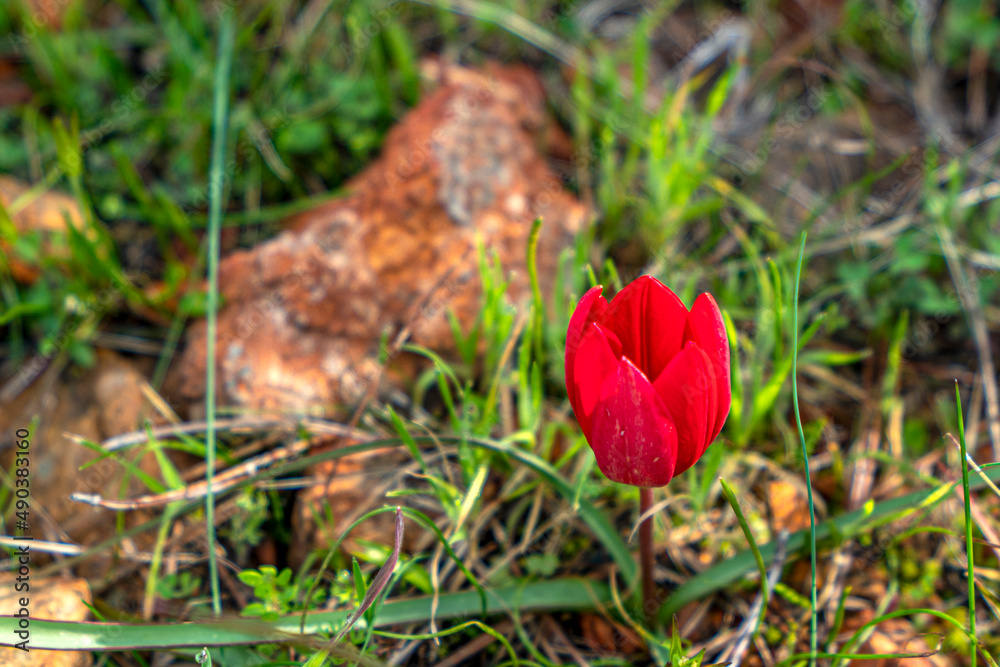 Blooming colorful wild flowers in the nature Blooming colorful wild flowers in the nature