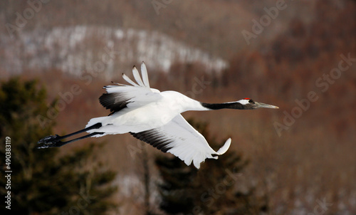 Close-up of a Red-crowned Crane flying (Grus japonensis) photo