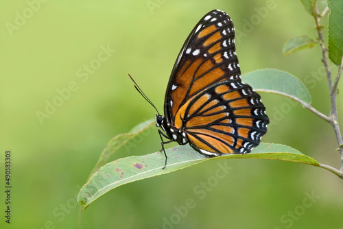 Close-up of a Viceroy butterfly (Basilarchia archippus) on a leaf photo