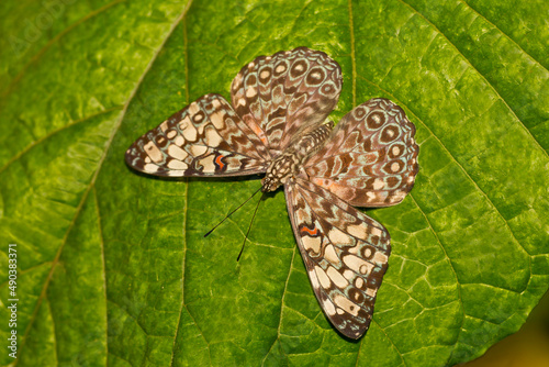 Brown Clipper, Parthenos sylvia, native to Philippines