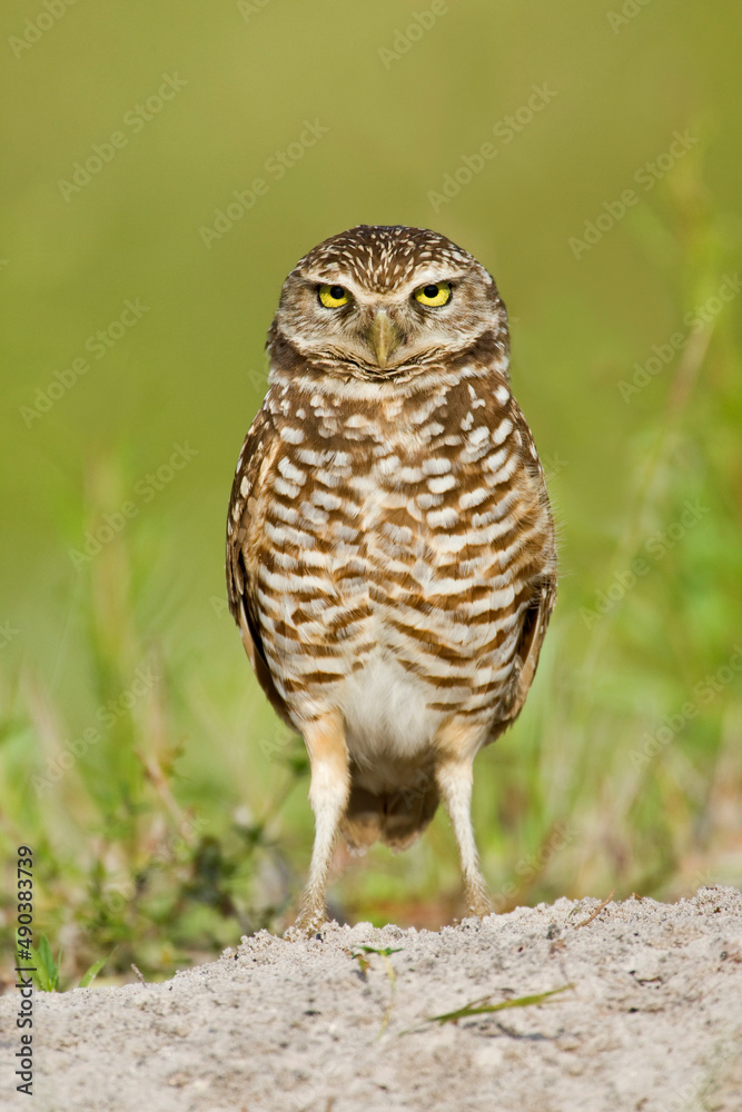 Burrowing Owl (Athene cunicularia) on ground Burrowing Owl (Athene cunicularia) on ground