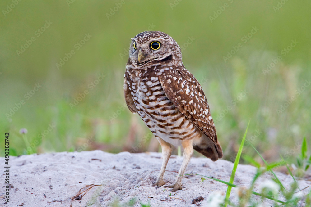 Burrowing Owl (Athene cunicularia) juvenile on ground Burrowing Owl (Athene cunicularia) juvenile on ground