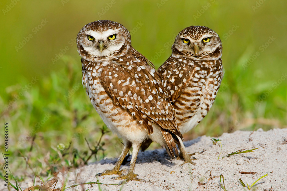Burrowing Owl (Athene cunicularia) pair on ground Burrowing Owl (Athene cunicularia) pair on ground
