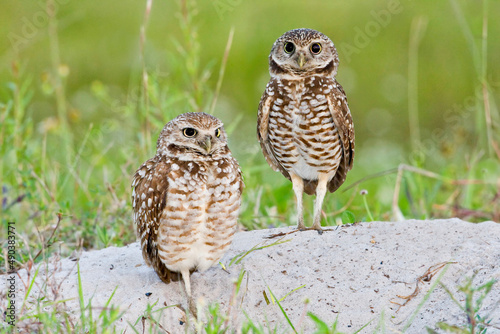 Burrowing Owl (Athene cunicularia) pair on ground photo