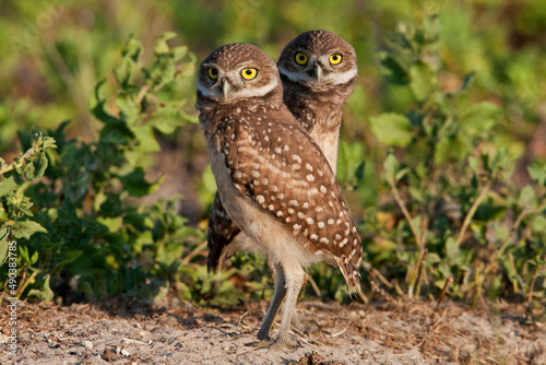 Two Burrowing Owl (Athene cunicularia) juveniles on ground