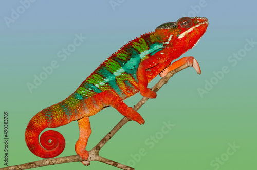 Panther Chameleon (Furcifer pardalis) on branch photo