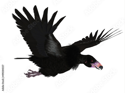 Fotografija Thunderbird Flying - The black Thunderbird is a enormous legendary creature from the American Indian culture