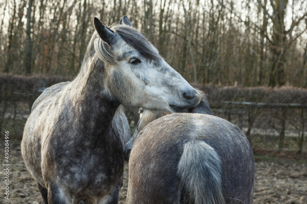 Fototapeta premium Fellpflege