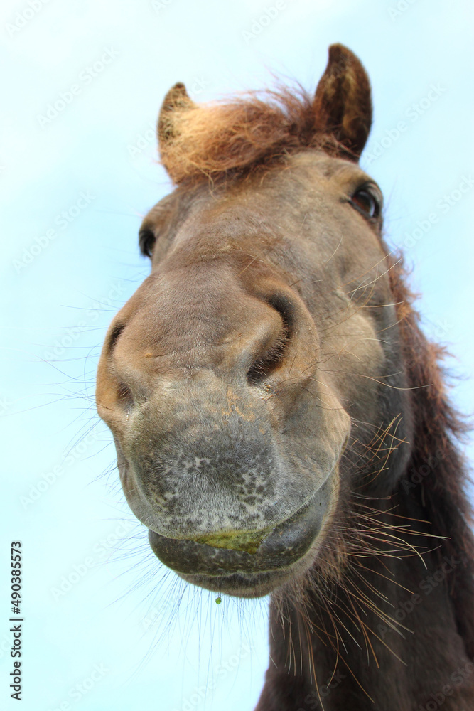 Fototapeta premium Islandpferd / Icelandic horse / Equus ferus caballus.