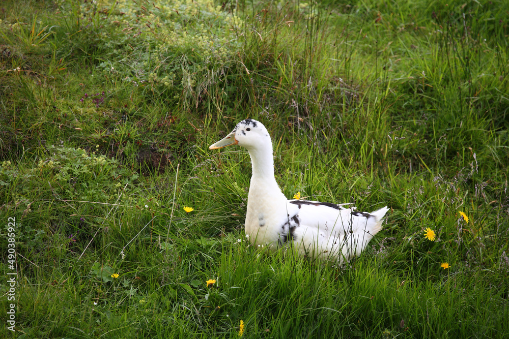 Island - Ente / Iceland - Duck / Anatidae Island - Ente / Iceland - Duck / Anatidae