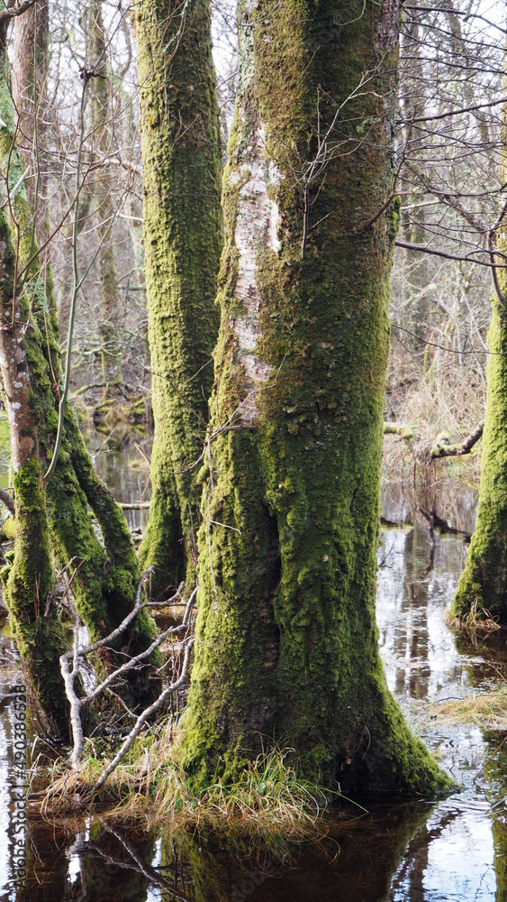 Fototapeta premium Parque natural de Killarney, día claro con árboles tapizados de musgo y caminos inundados por la lluvia. Irlanda