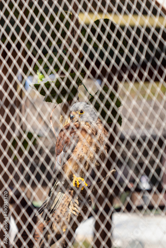 Kestrel at the zoo. Natural. Falco tinnunculus