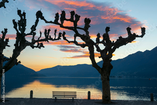Bare Tree and a Bench on Alpine lake Maggiore with Mountain and Moon Light in Dusk in Ascona, Switzerland.