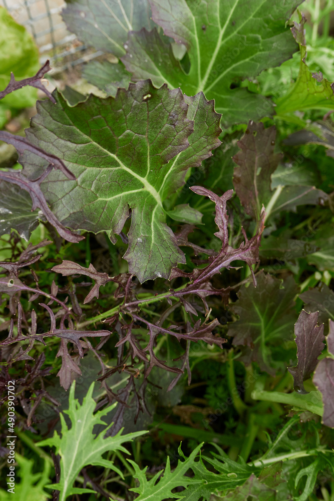 Japanese mustard greens Japanese mustard greens