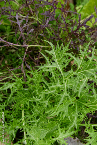 Japanese mustard greens