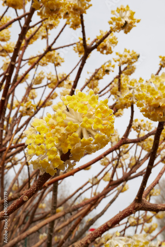 Edgeworthia chrysantha photo