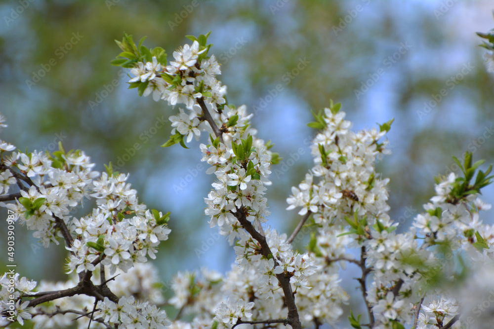 In spring, the blackthorn blooms in nature