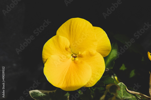 macro photography of a beautiful yellow flower with petals and green leaves