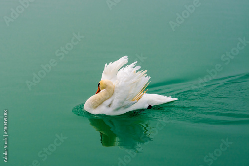 A mute swan is swimming on a lake in winter photo