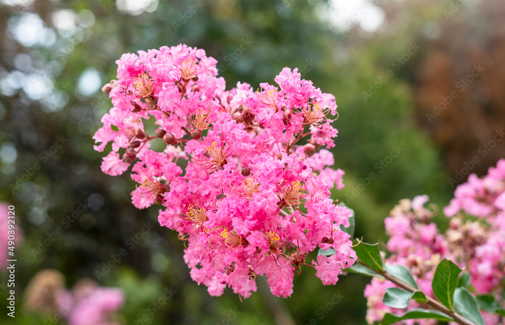 Obraz premium flowering plant Lagerstroemia indica, the crape myrtle - crepe myrtle or crepeflower in bloom with pink flowers close-up spring blooming
