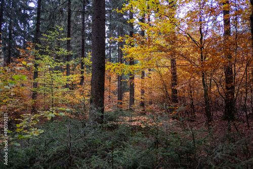 Herbst in Wald 1