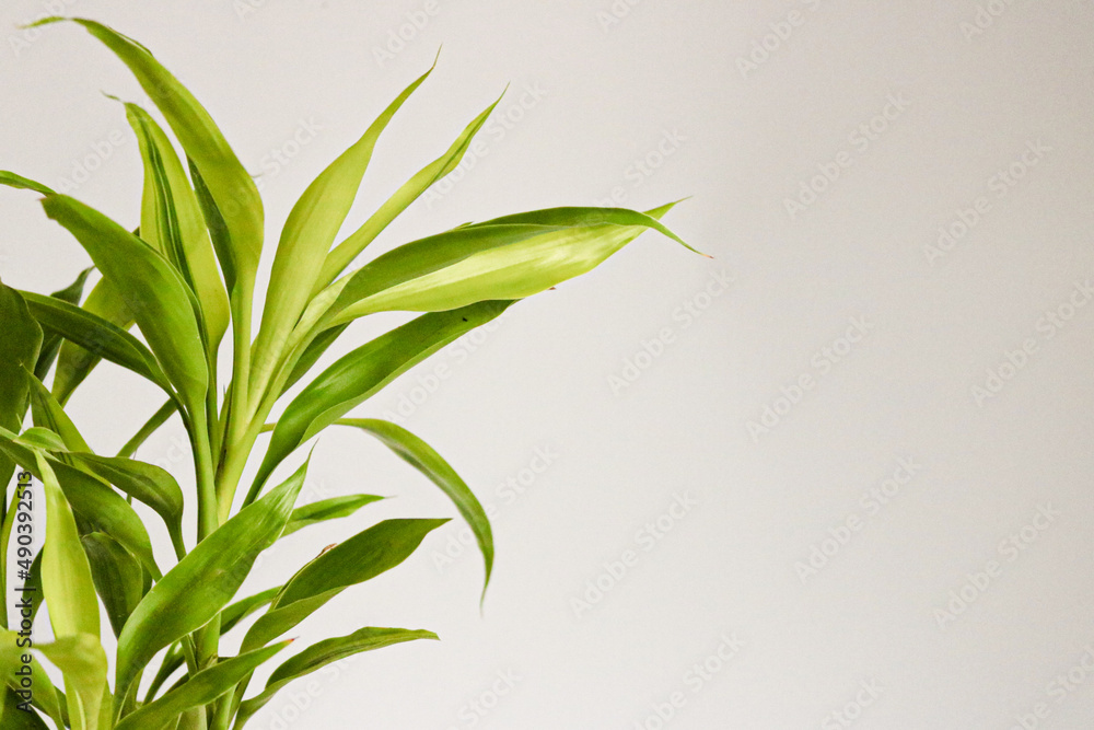 lucky bamboo green foliage, also known as Dracaena sanderiana in high definition
