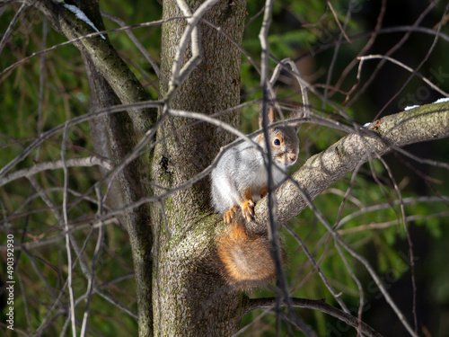 The squirrel sits on a tree branch and looks ahead. The animal and the tree are illuminated by the sun. Forest background with squirrel.