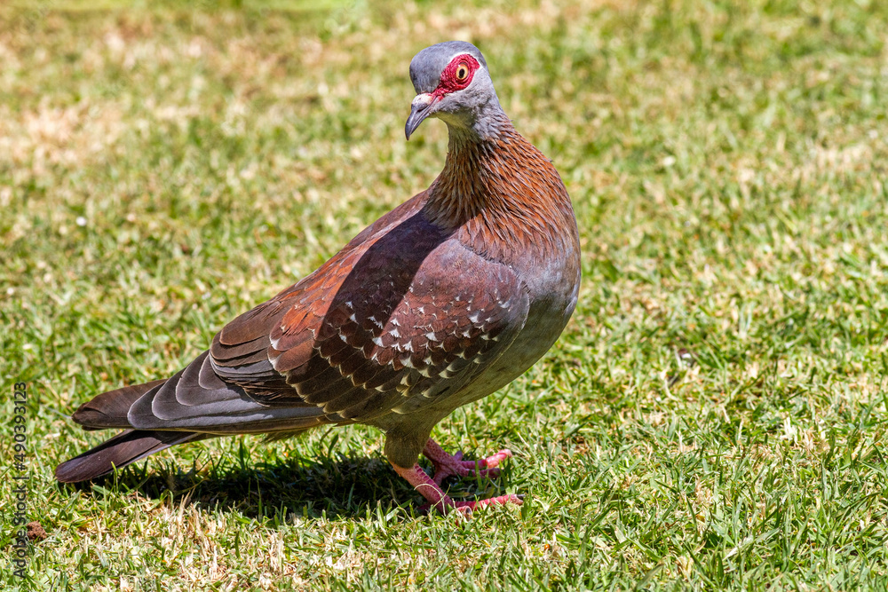 Fototapeta premium Guineataube