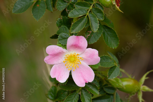 Floral. Closeup view of wild rosa rubiginosa, known as Rosa Mosqueta by locals, flower of light pink petals, blooming outdoor.  photo