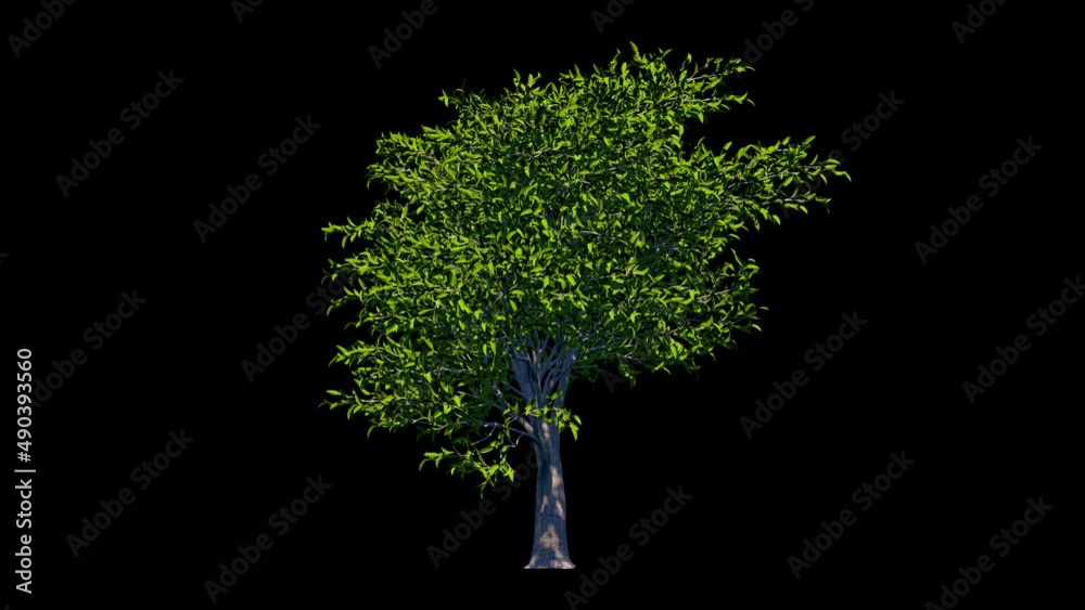 tree archviz lemontree animated isolated alpha