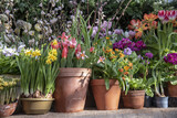 A lot of spring flowers in clay pots stand in a row.