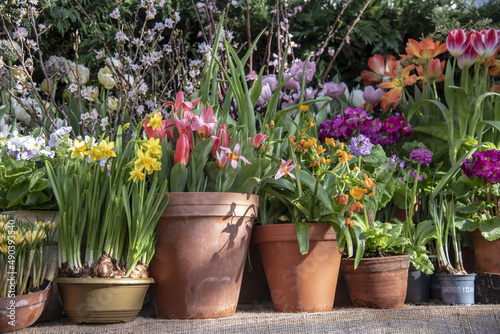 A lot of spring flowers in clay pots stand in a row. © FO_DE