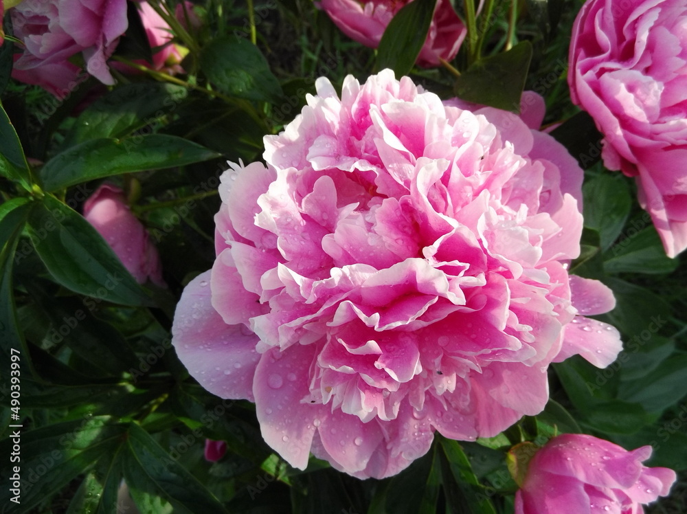 Obraz premium pink peony flower