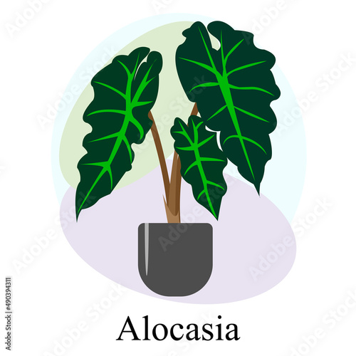 Indoor ornamental deciduous plant alocasia. Trend vector image photo